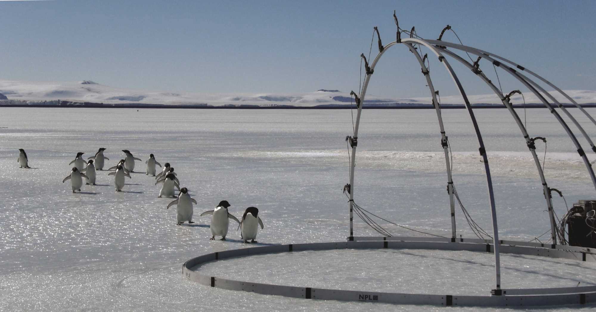 penguins