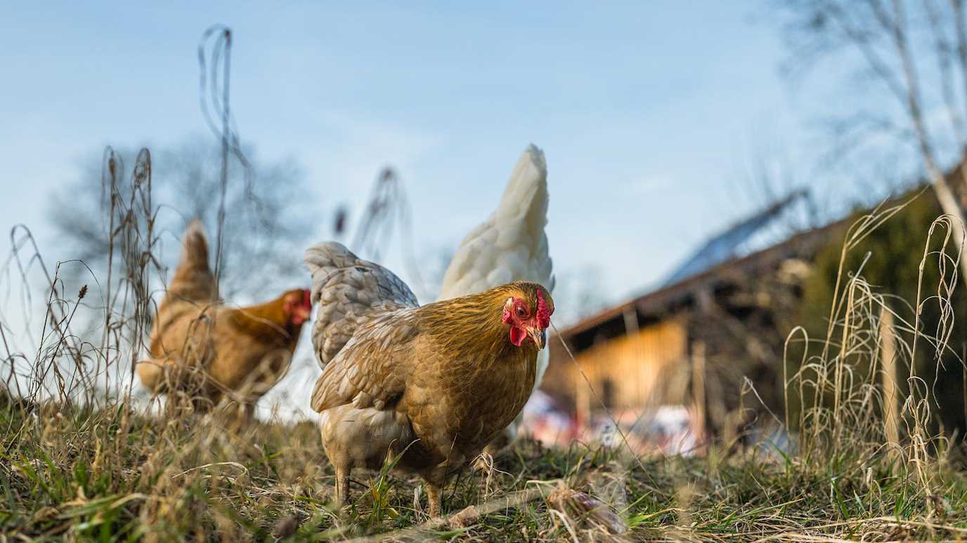 Free range chickens